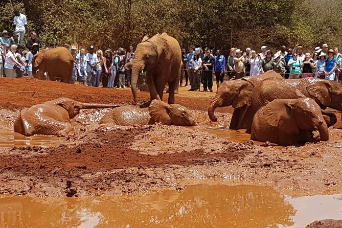 Tour Elephant Orphanage & Nairobi National Park - Tour Overview