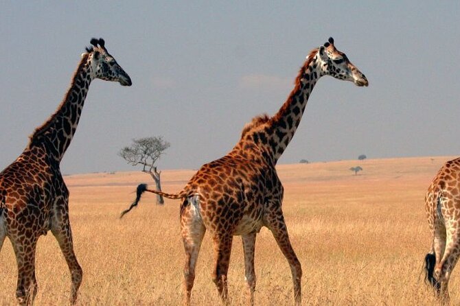 Tour to Hells Gate National Park & L Naivasha-Without Park Fees - Tour Highlights