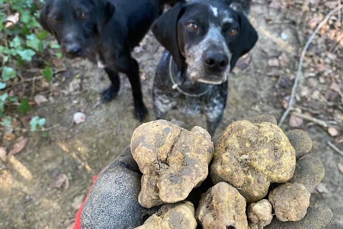 Truffle Hunting and Wine Tasting With Lunch Near Chieti