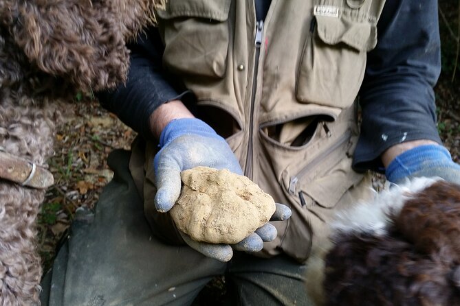 Truffle Hunting in Tuscany: Private Shore Excursion From Livorno Port