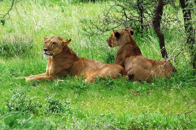 Tsavo East Amboseli and Tsavo West Safari 4 Days Starting Malindi - Booking and Pricing Details
