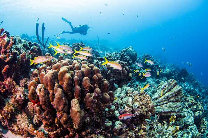 Two Fun Dives With Certified Divers on Phi Phi Island