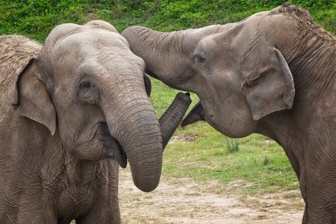 Udawalawa Safari & Elephants Orphanage Tour From Hambantota Port - Meeting and Pickup Details