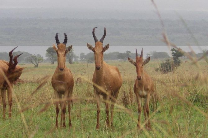 Unique Uganda Adventure