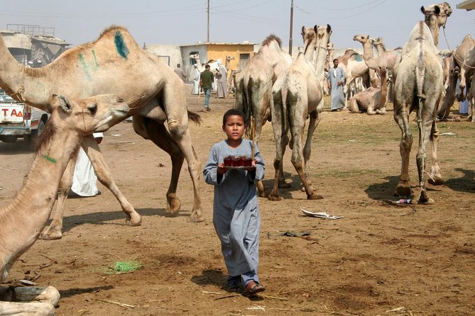 Unusual Tour To The Camel Market Of Birqash - Tour Description