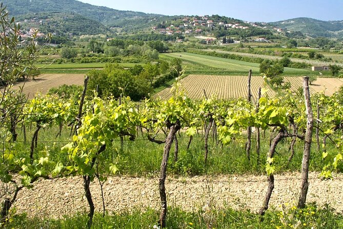 Vespa Wine Tour - What To Expect
