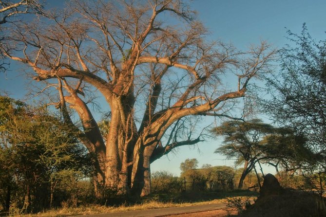 Victoria Falls Day Trip in Zimbabwe From Livingstone (Zambia) - Tour Details