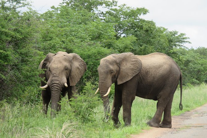 Victoria Falls to Chobe Park Day Tour Plus Boat Ride ! - Meeting and Pickup