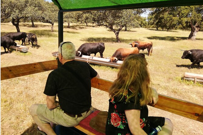 Visit to a Brave Bull Farm in Andalusia