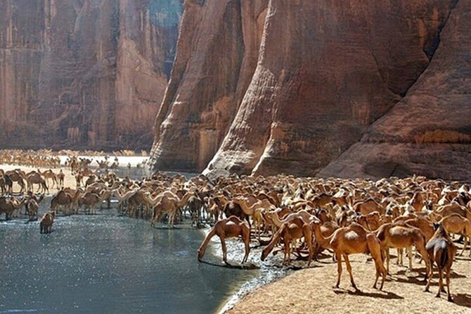 Wadi El Gamal Amazing Day Jeep Safari Full Day With Bedouin Dinner - Marsa Alam - Pricing Information