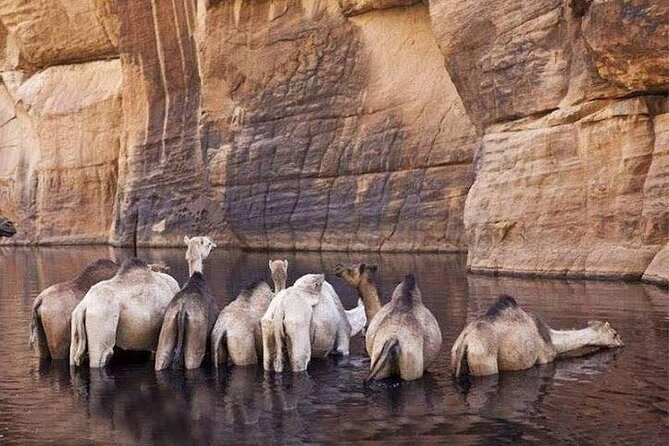 Wadi El Gemal Desert Expedition With Transport - Itinerary Highlights