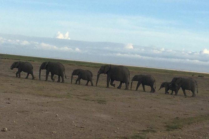Walk With Elephants in Amboseli. - Enhance Your Safari Experience in Amboseli