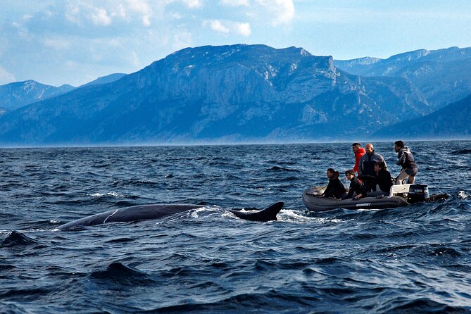 Whale & Birdwatching Tour in the Gulf of Orosei From Cala Gonone