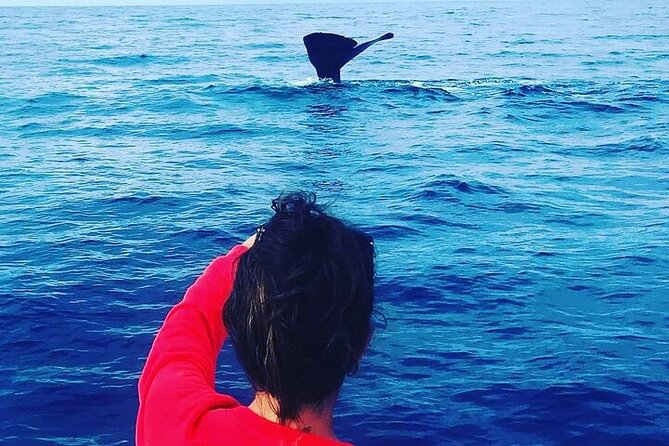Whale Dream Ltd - Whale Watching and Swim With Dolphins - Inclusions and Meeting Details