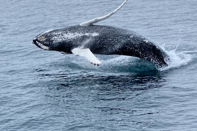Whale Wonders Morning Expedition From Reykjavík