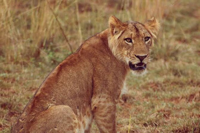 Wildlife Adventure and Boat Cruise in Murchison Falls National Park Uganda