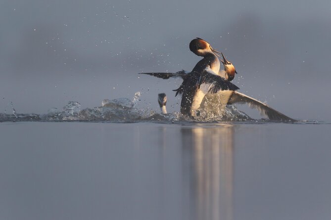 Wildlife Slovenia - Guided Bear & Bird Photography Tour - Tour Location