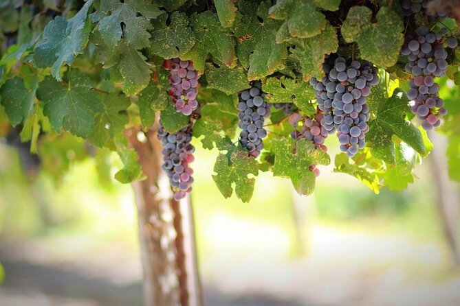 Wine Tasting and Visit to Santagata De Goti Cellars - Logistics Information