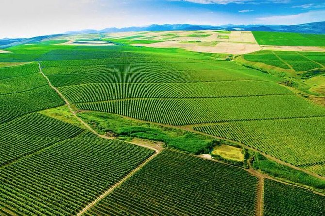 Wine Trip Caucasus (Azerbaijan and Georgia) - Cancellation Policy