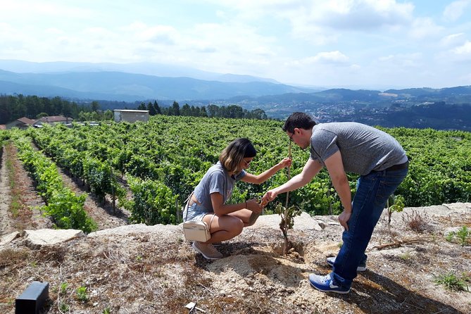 Wine & Vine Planting | Quinta De Santa Cristina Vinho Verde - Inclusions: Regional Products, Local Guide, Parking, Wi-Fi, Snacks, Alcoholic Beverages, Gratuities, Transportation