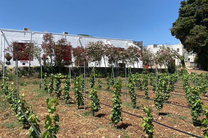 Winery Tour and Tasting in Salento - Tasting Room Experience