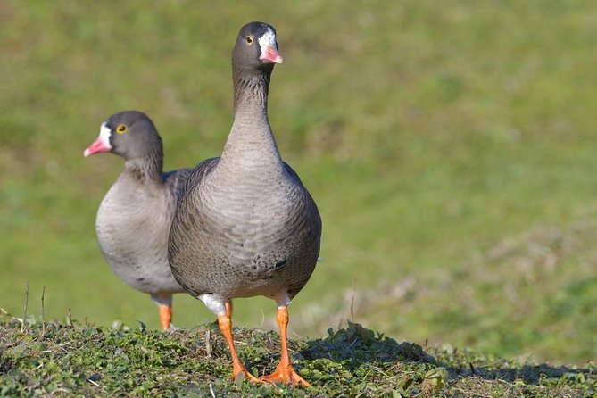 Winter Birding Day Trip to Dobrudja From Tulcea/Constanta - What To Expect During the Trip