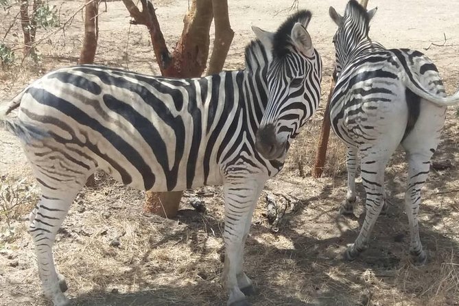 Your Private Driver & Tour Guide in Senegal-Reserve of Bandia - Private Pickup and Transportation Services