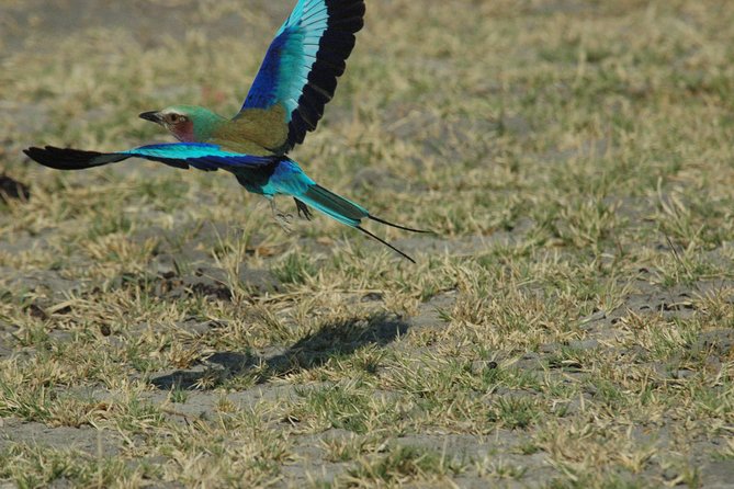 Zebra Trail Makgadikgadi Day Trip - Trip Overview