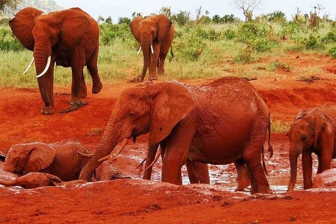 3 Day Diani Beach to Tsavo East & West - Good To Know