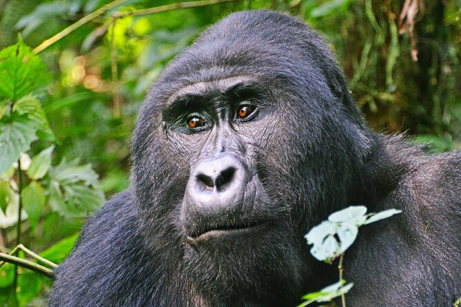 3 Day Guided Gorilla Tracking Safari At Bwindi National Park - Good To Know