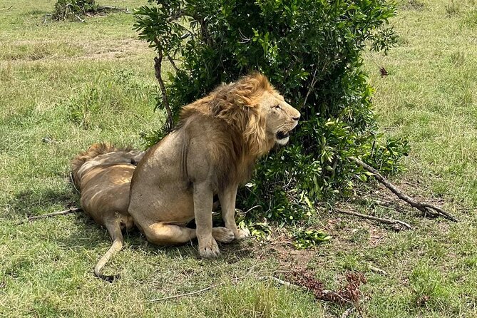 3-Day Masai Mara and Naivasha Hells Gate National Park-Safari - Accommodations and Meals