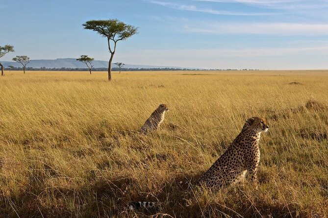 3-Day Masai Mara Group Joining Safari Adventure - Good To Know