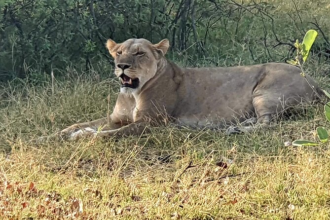 3 Day Moremi Safari - Good To Know