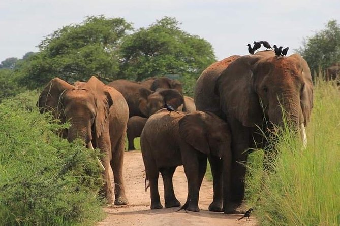 3 Day Murchison Falls N.p. & Ziwa Rhino Sanctuary - What To Expect