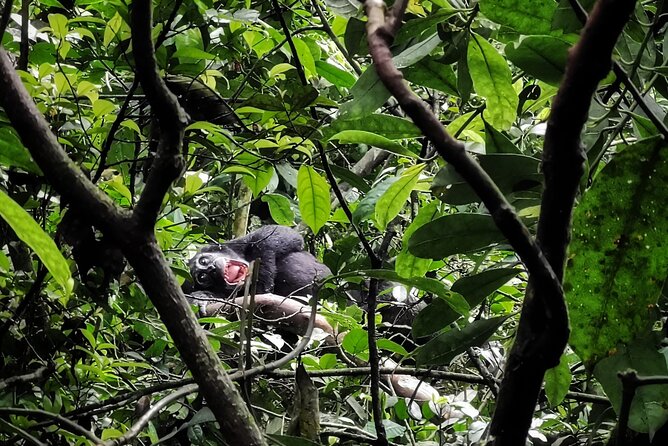 3-Day Private Chimpanzee Trekking Safari in Kibale Forest - Good To Know