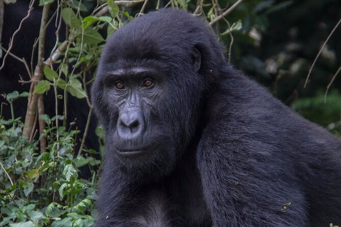 3-Day Private Gorilla Tour in Bwindi Impenetrable National Park - Accommodation Information