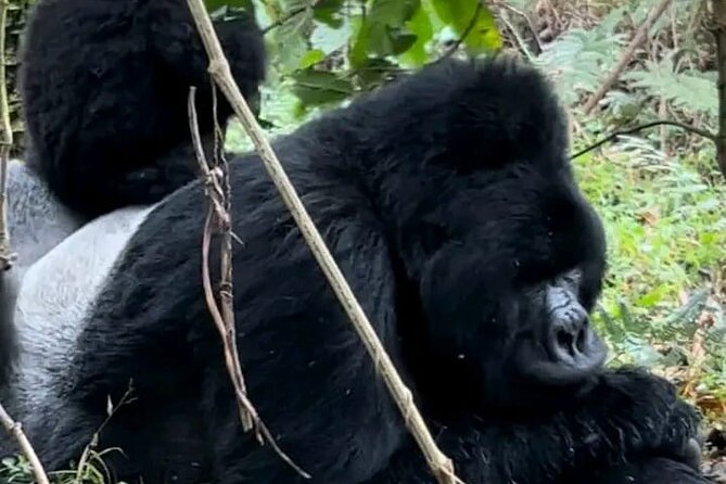 3-Day Private Guided Gorilla Trekking Uganda and Batwa Experience - Good To Know