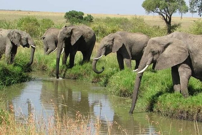 3 Day Private Ol Pejeta Safari With a Farming Trip - Good To Know