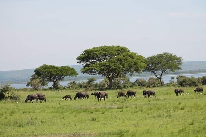 3-Day Private Safari of Murchison Falls National Park - Good To Know