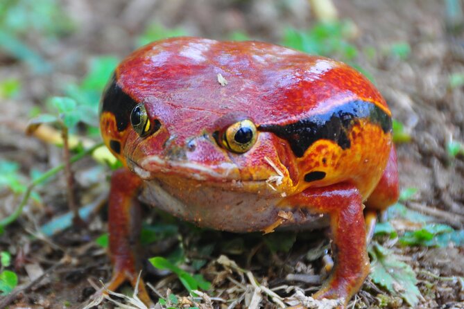 3-Day Private Tour to Andasibe National Park - Good To Know