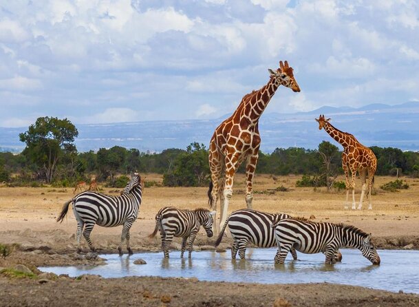 3-Day Sweetwaters: Ol Pejeta Conservancy Safari From Nairobi - Good To Know