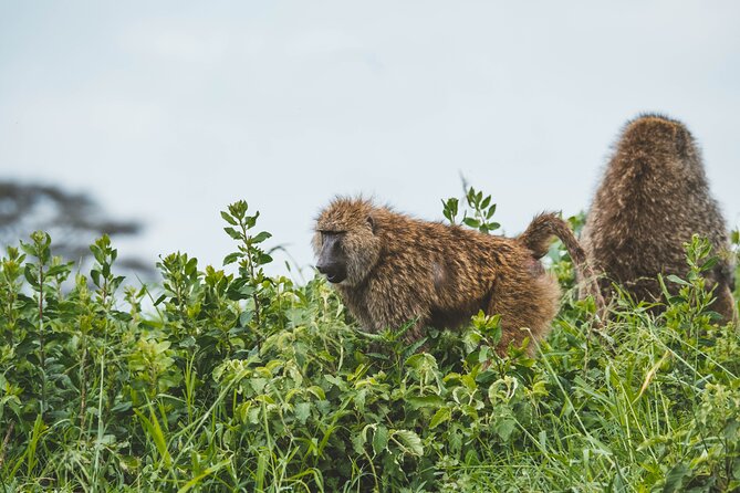 3-Day Tarangire, Ngorongoro & Manyara Best Tour & Safari - Tour Itinerary