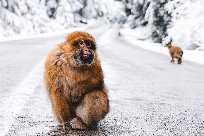 3 Day Tour From Marrakech to Fes Including Camel Trek to Luxury Camp - Booking Information