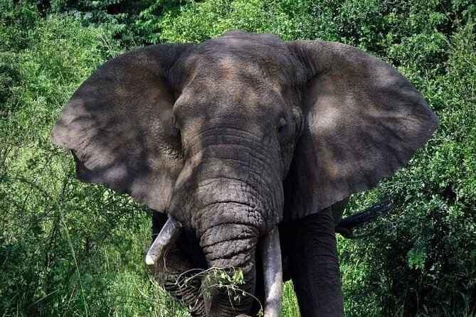 3-Day Tour in Murchison Falls Safari & Rhino Tracking - Good To Know
