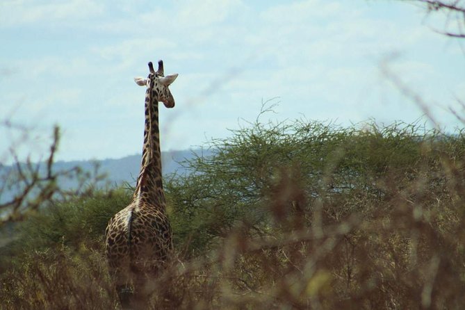 3-Day Tsavo West Safari From Mombasa - Good To Know