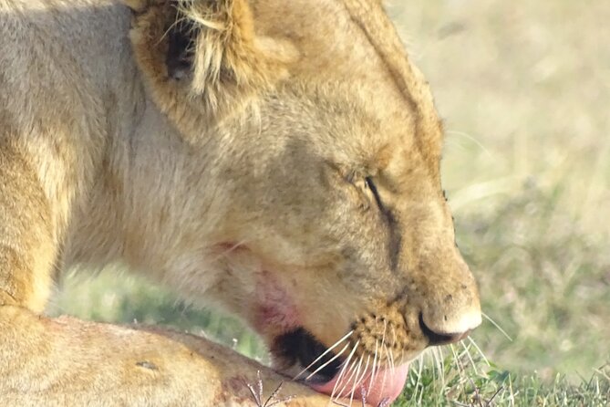 3 Days 2 Nights Budget Masai Mara Safari - Good To Know