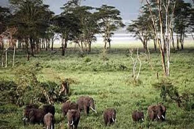 3 Days 2 Nights Lake Manyara National Park, Tarangire & Ngorongoro Crater - Itinerary Highlights