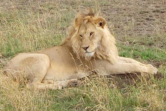 3 Days 2 Nights Safari to Mikumi National Parks by Bus Transfer - Good To Know
