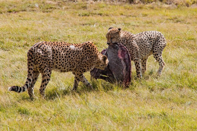 3-Days 2-nights Tanzania Private Budget Camping Safari - Good To Know