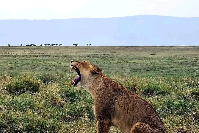 3 Days & 2 Nights Tsavo East & West National Park Safari Tour - Good To Know